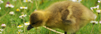 Gans mit Appetit