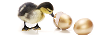 Die goldene Gans