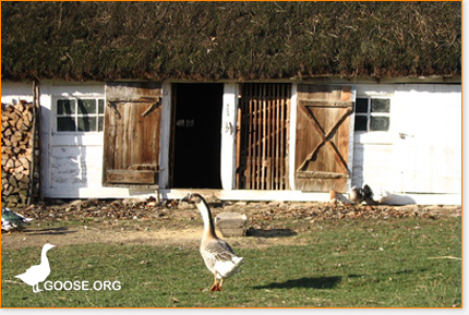 Gänse in der Landwirtschaft