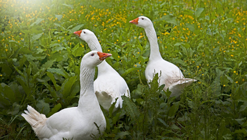 Gänsehaltung in Deutschland