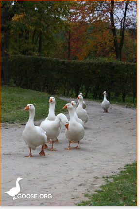 Gänsezüchter und Tierliebe
