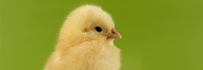 Kleine gelbe Gans